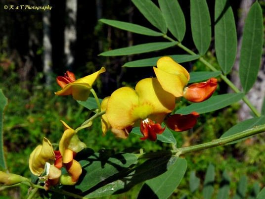 {Sesbania vesicaria}
